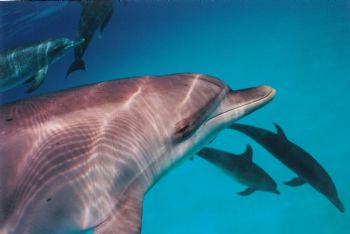 Spotted dolphins, Little Bahama Banks. Taken on Nikonos w... by Chisa Hidaka 